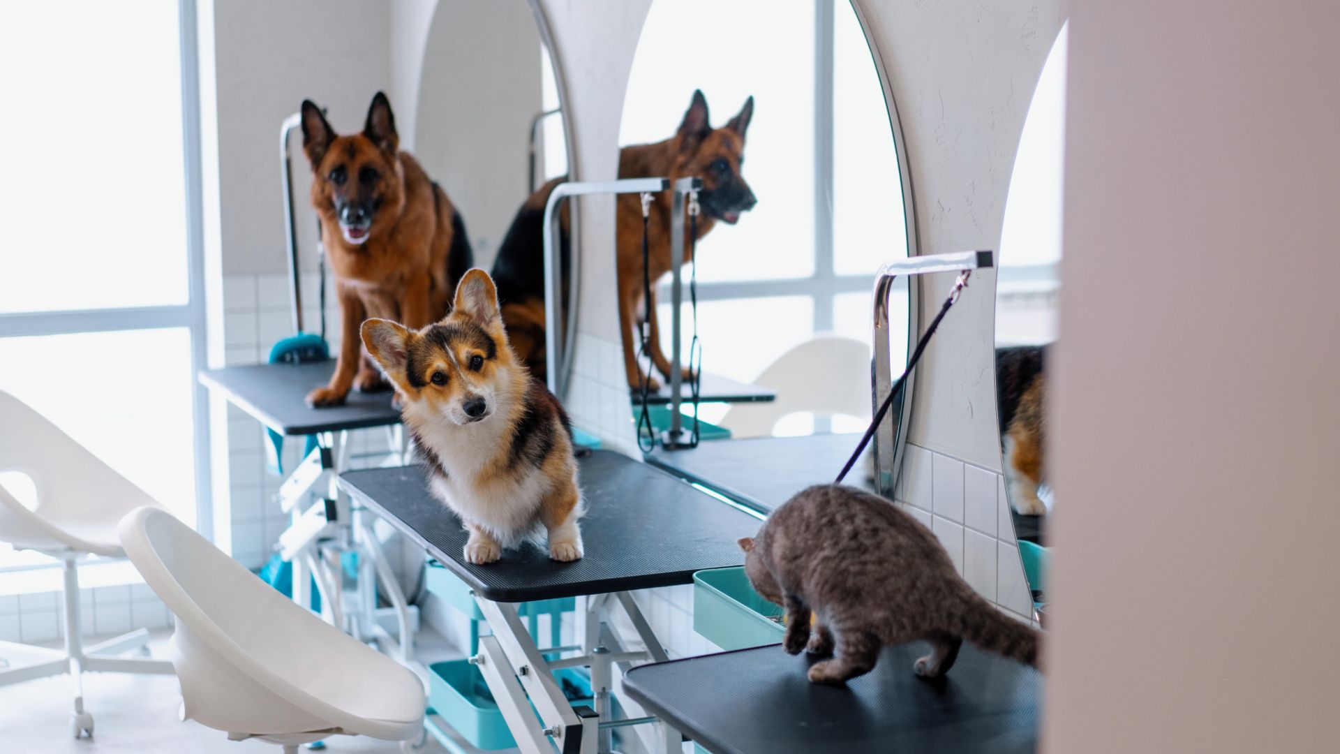 Camp Bow Wow Franchise